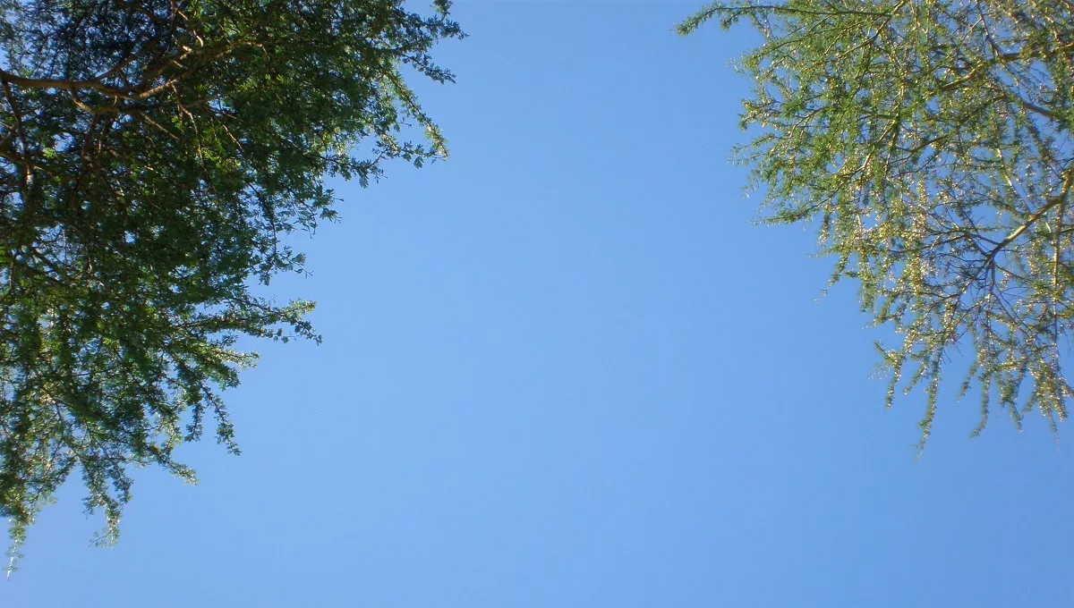 Blue Sky Between Two Trees. Unleashing Creativity Without Drugs by Amyra Mah