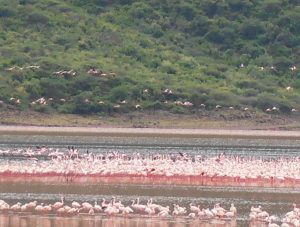 pink flamingos in lake bogoria, kenya, amyra mah