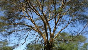 enchanting forest in soysambu conservancy, by amyra mah