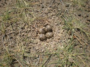 four eggs in soysamby conservancy, amyra mah