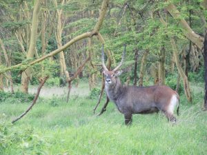 waterbuck looking at camera in soysambu conservancy, amyra mah