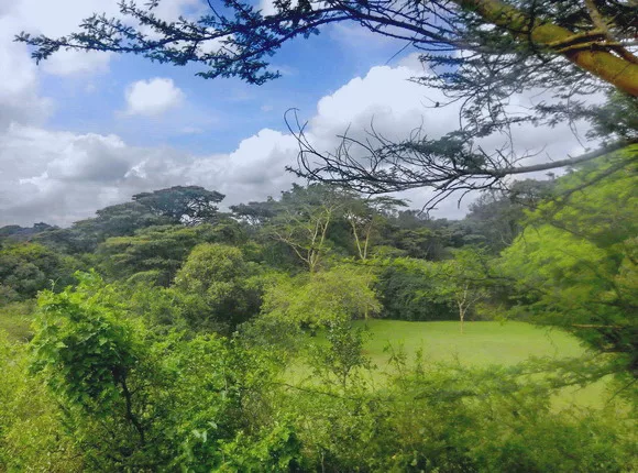 view from window ngong house