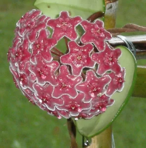 Hoya Flower from Kanchanaburi, Thailand