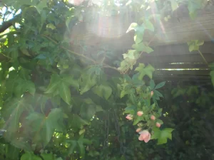Misty Rays of Sunlight Bursting Thru a Flowering Tree