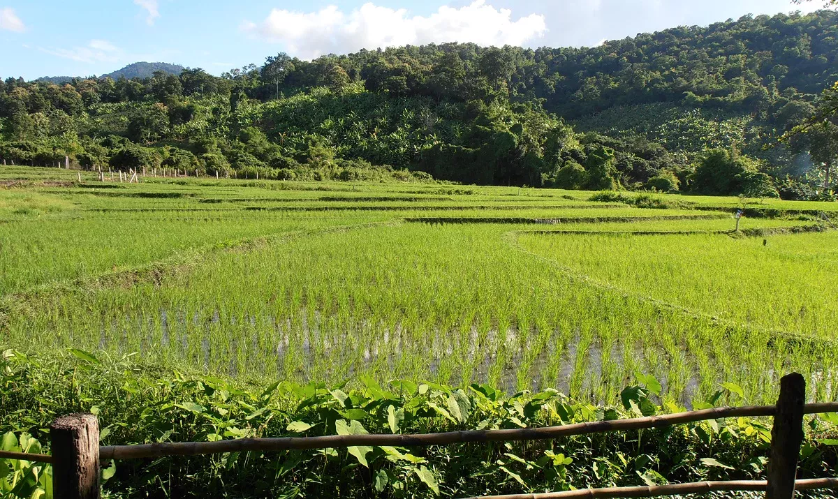 Rice Field and Hills in Mae Rim, Chiang Mai, Thailand