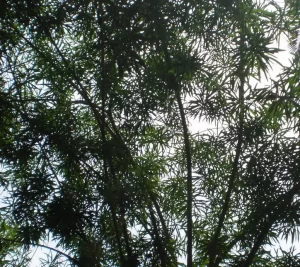 Seeing The Light Through the Leaves and Branches of a Tree