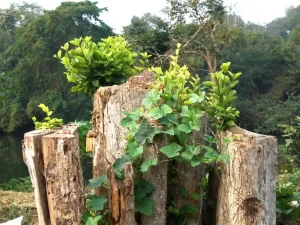 Tree Stumps with New Leaves Symbolising Healing and Rebirth by Amyra Mah