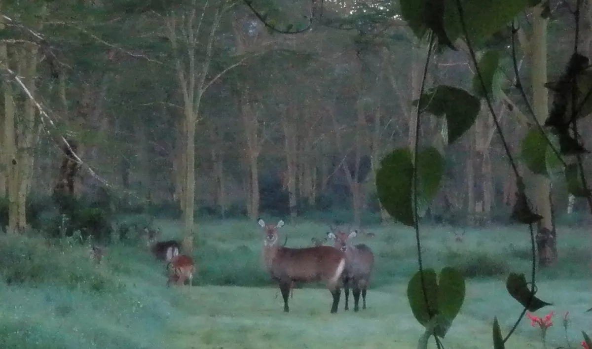Picturesque View of Wildlife in Kenya