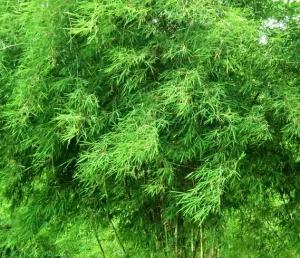 Beautiful Lush Bamboo Trees Gently Swaying to the Winds