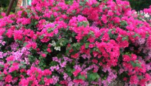 pink and purple bougainvilleas, thailand