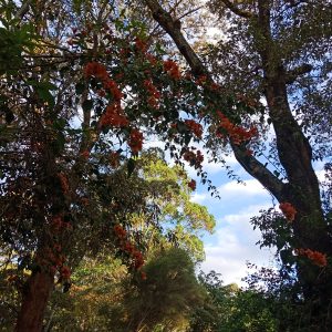 fertile, lush trees in garden, amyra mah