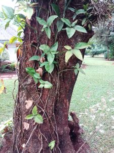 green leaves growing around a strong tree, amyra mah