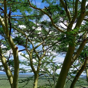 fever trees in kenya, amyra mah