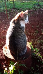 Indriel, amyra mah's cat, basking in morning sun