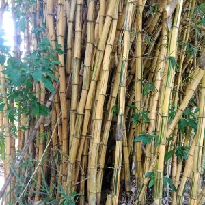 giant bamboo in rugusu, amyra mah