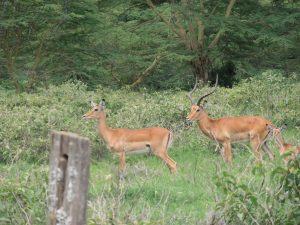 impala family in kenya, amyra mah