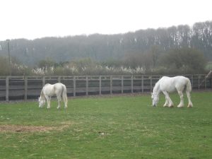 a pair of white horses in a stable in somerset, uk, amyra mah