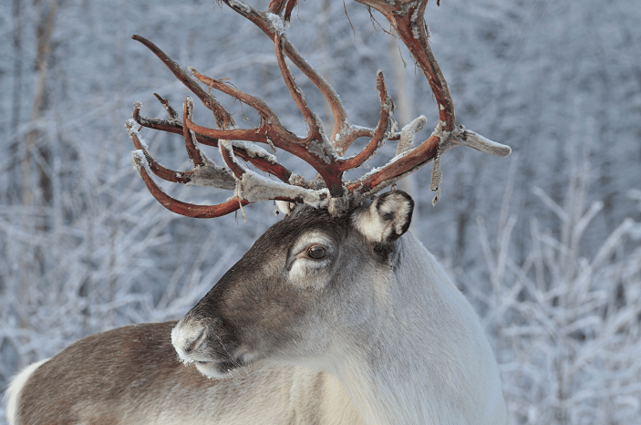 reindeer in snowy setting - about baby reindeer netflix, amyra mah