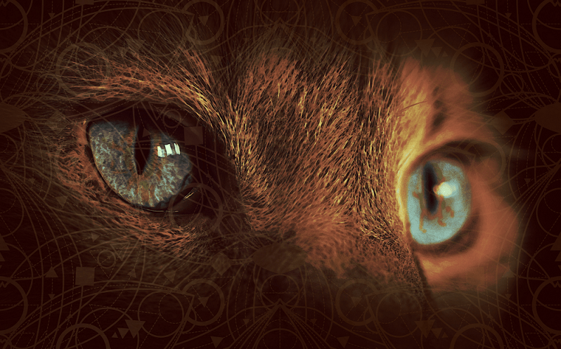 brown cat with blue eyes - exposing the myth of substance-use by amyra mah