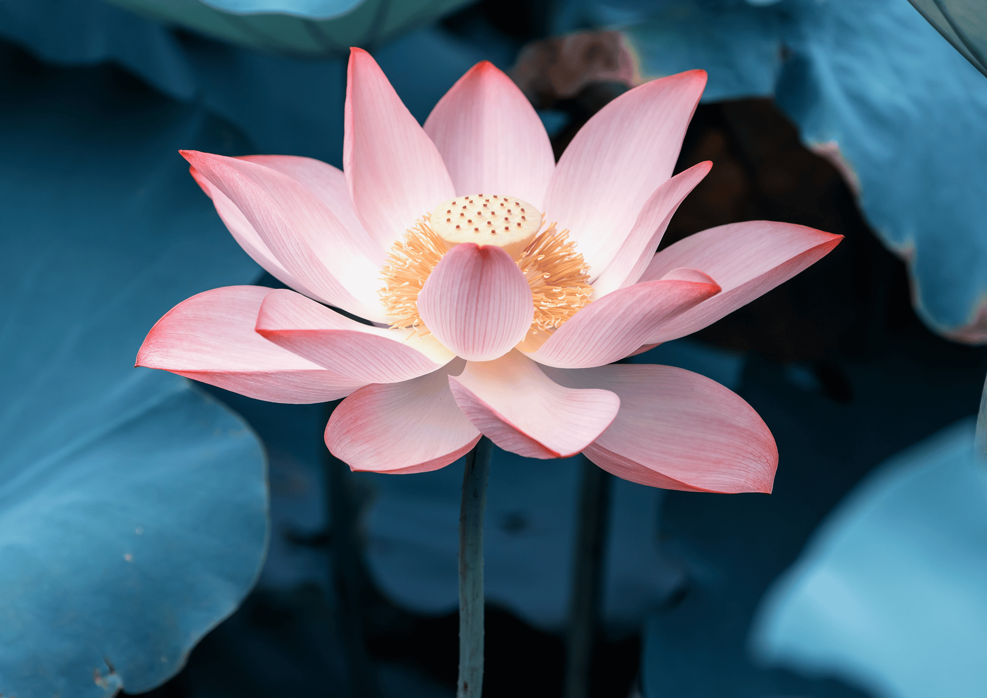 trauma can be healed with gentleness and trust by amyra mah