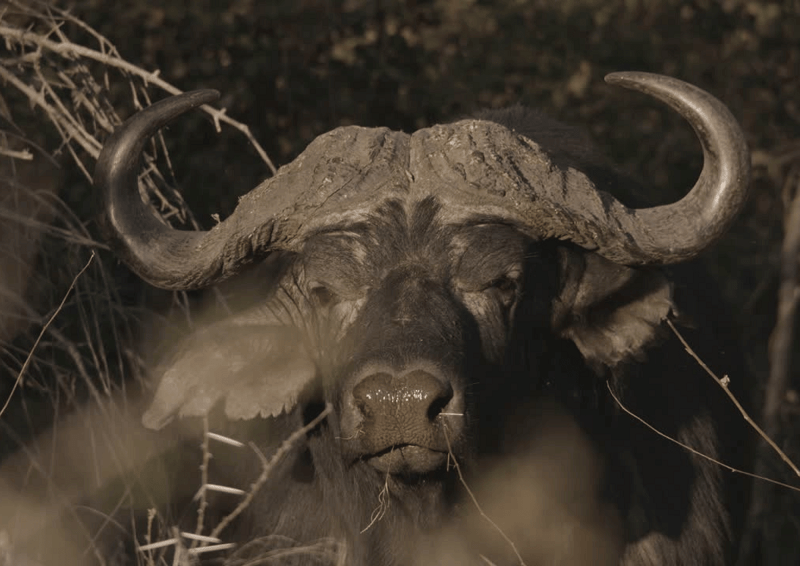 black and white picture of cape buffalo - how to reconcile with world events in the face of injustice and cruelty by amyra mah