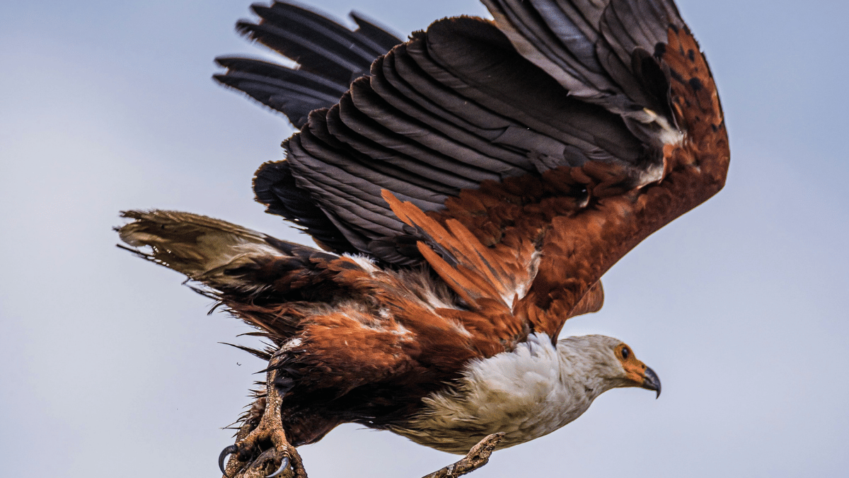 african eagle taking flight symbolising emergence of truth, epstein files, by amyra mah