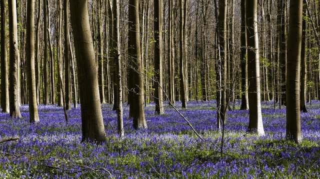 trees standing tall among purple blooms, symbolizing freedom flow abundance - blog post by amyra mah