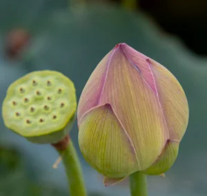 lotus bud and pod - blog post on freedom, flow, abundance by amyra mah
