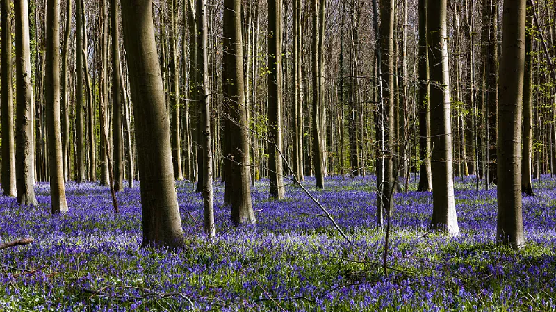 trees standing tall among purple blooms, symbolizing freedom flow abundance - blog post by amyra mah