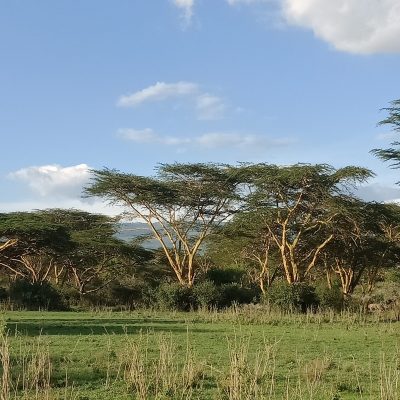 fever trees in kenya, article about baby reindeer netflix series based on fiona harvey stalker, are we justifying bad behaviours by amyra mah